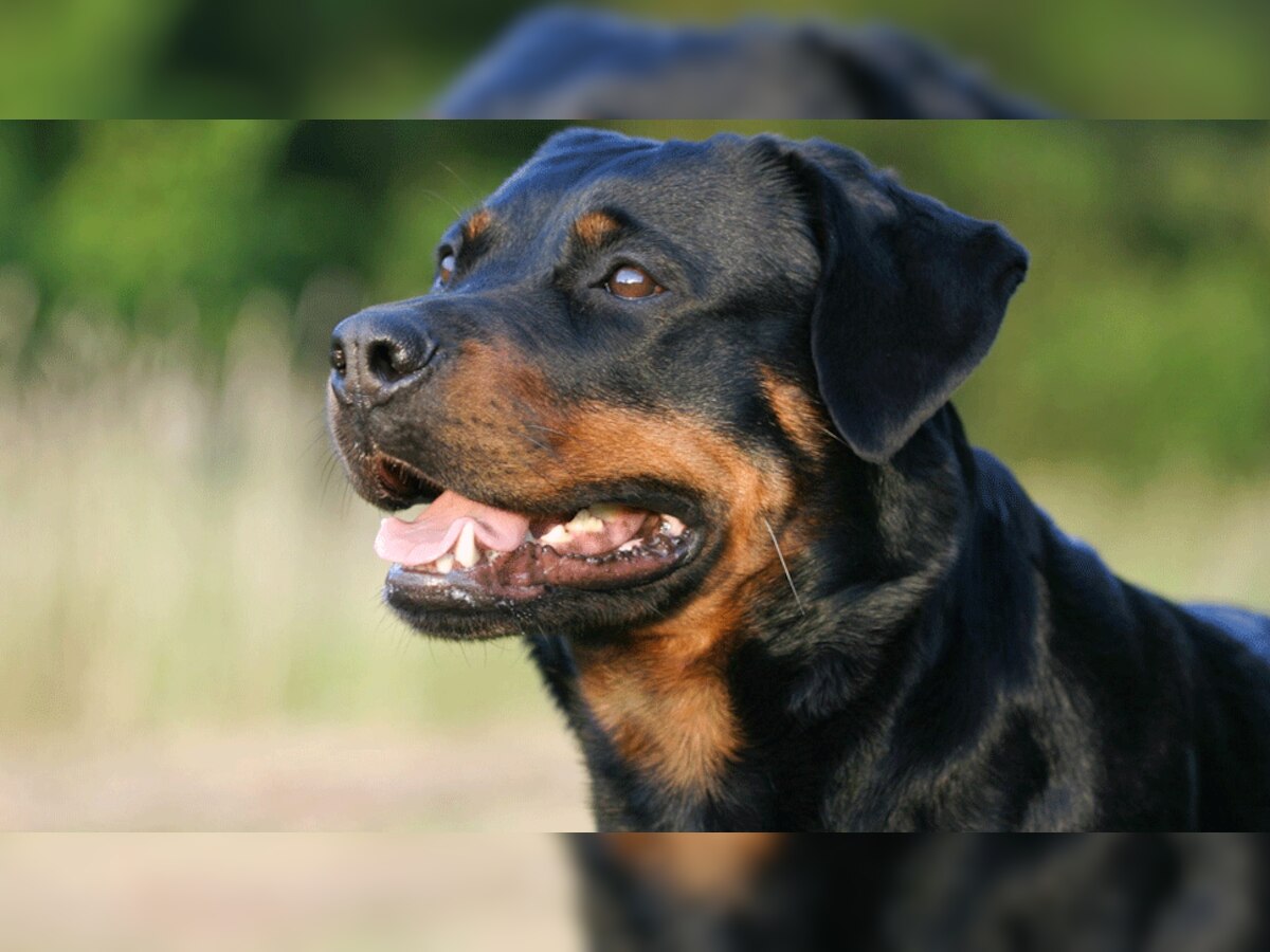 Pitbull के बाद अब Rottweiler के काटने का मामला आया सामने, युवक को करानी पड़ी सर्जरी