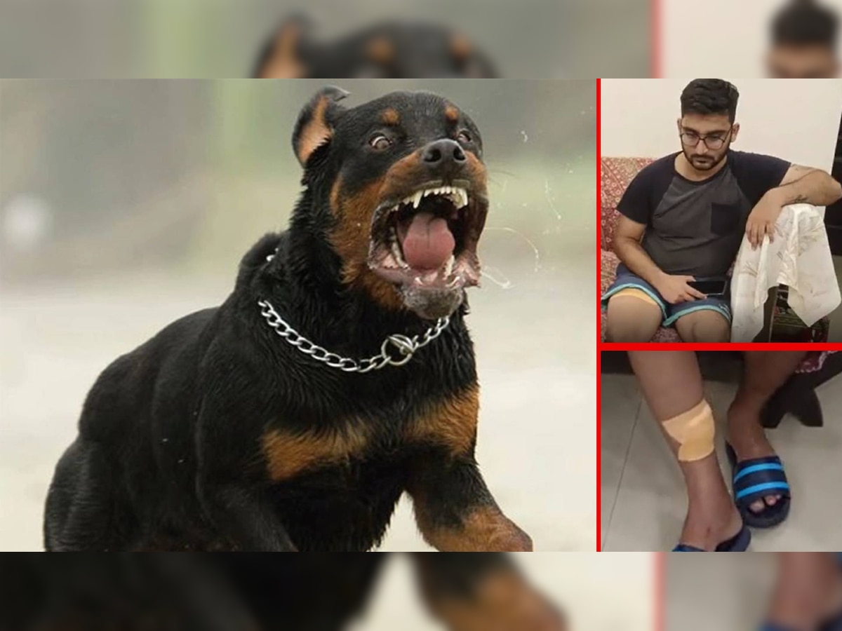Rottweilers Attack