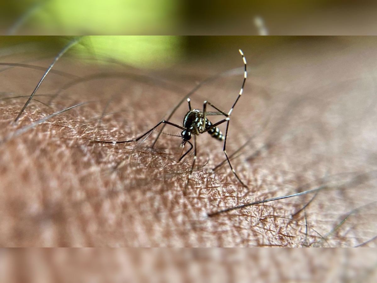 आपको ही क्यों काटते हैं ज्यादा मच्छर? ये हैं चार अहम वजहें