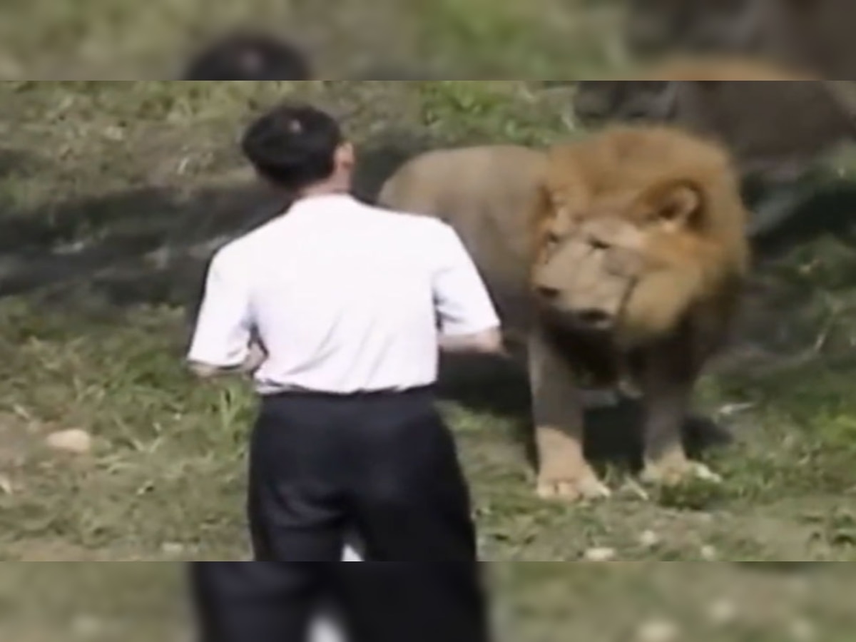 Viral Video: दोस्त-रिश्तेदार छोड़ शेरों से बातचीत करने पहुंचा शख्स, खूंखार जानवर ने ऐसे दिया जवाब!