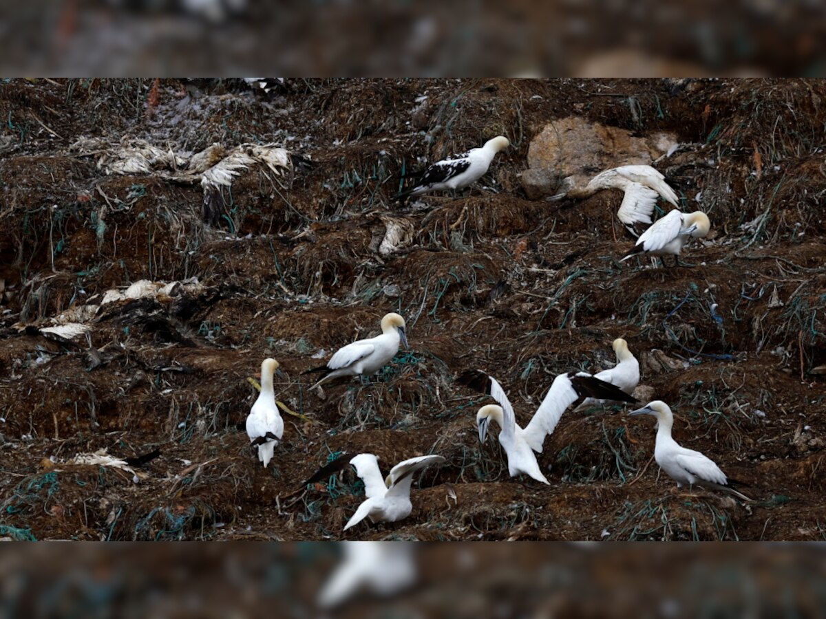 France: जलपक्षियों में बढ़े एवियन फ्लू के मामले, एक दिन में दफनाए गए 36,000 पक्षी