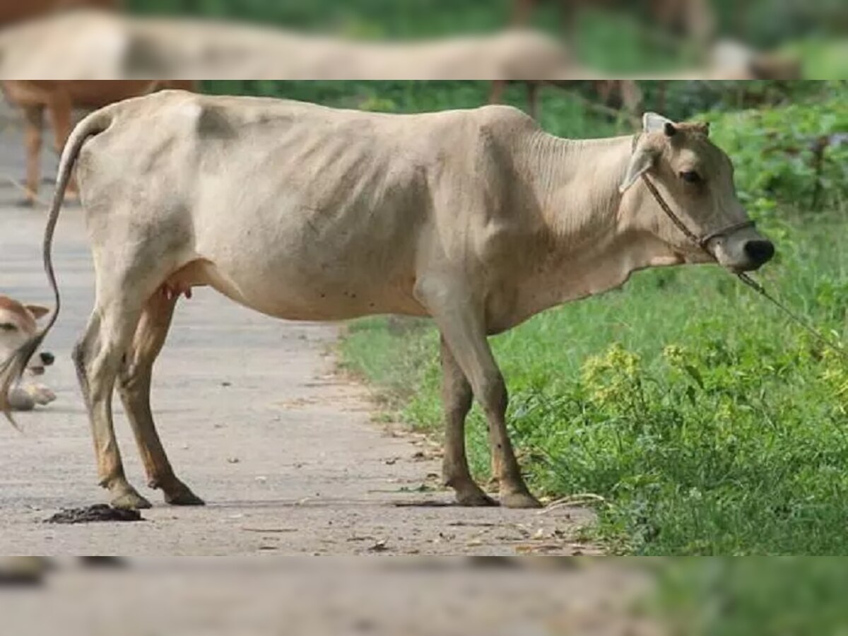 जहाजपुर: मृत गाय को ऑटो से घसीटने का विडियो वायरल, जमादार को कारण बताओ नोटिस 