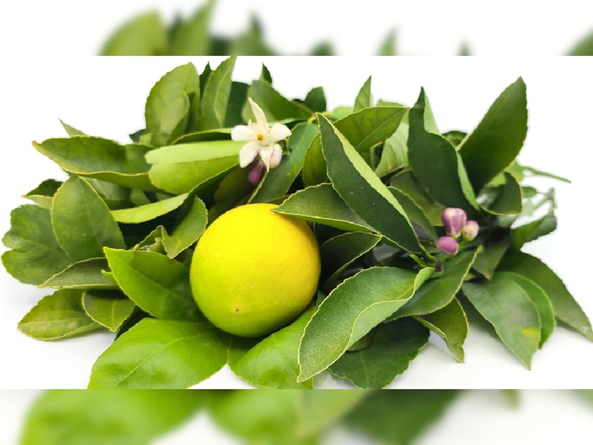 Lemon Leaves Benefits