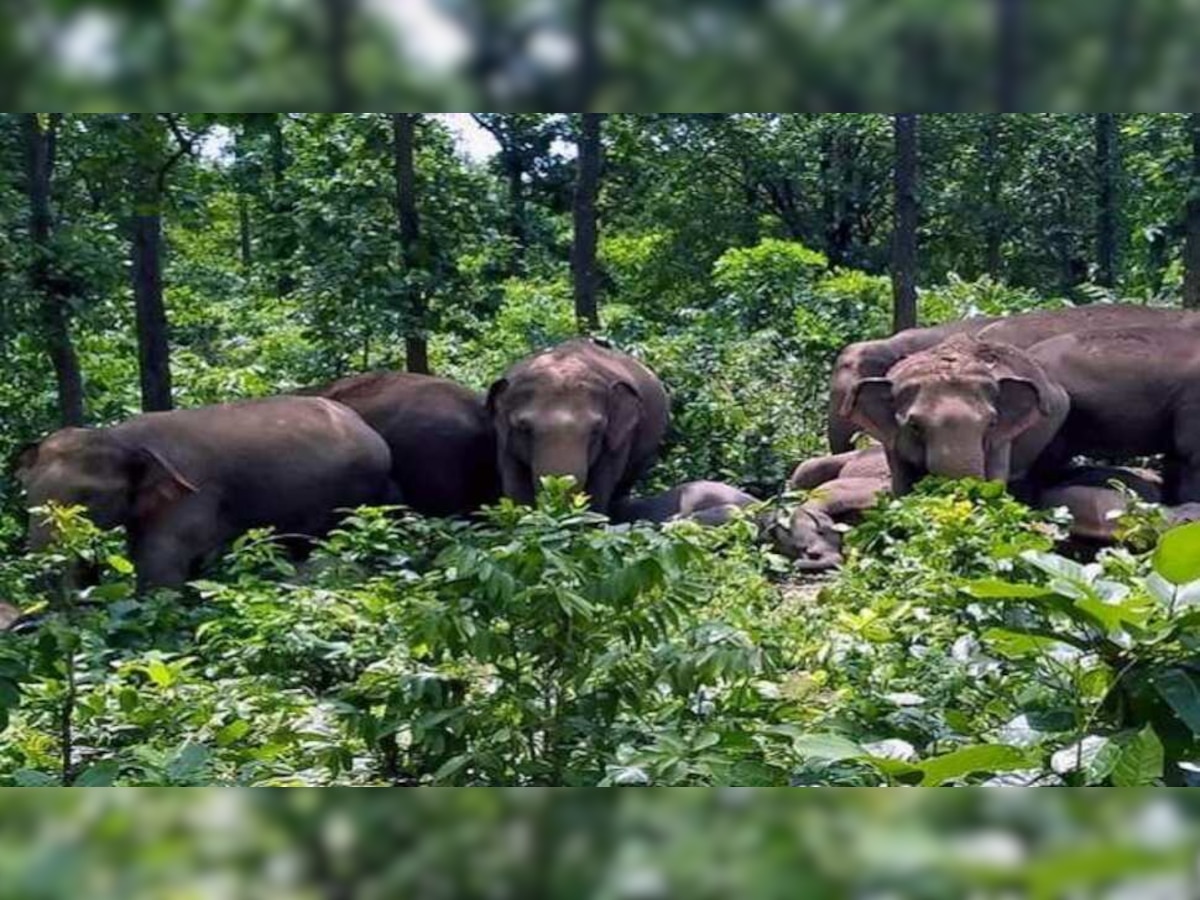 National Heritage Animal: ଚିତା ପରେ ଦେଶରେ ହାତୀ ସଂରକ୍ଷଣ ପାଇଁ ଅଣ୍ଟାଭିଡ଼ିଲେ ଭାରତ ସରକାର