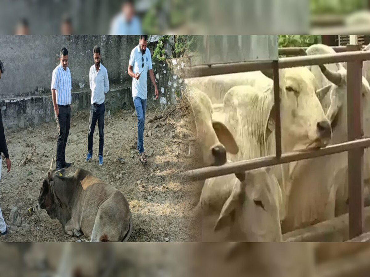 लंपी वायरसः नाथद्वारा के पहले आइसोलेशन सेंटर पर गायों को मिल रहा निशुल्क इलाज