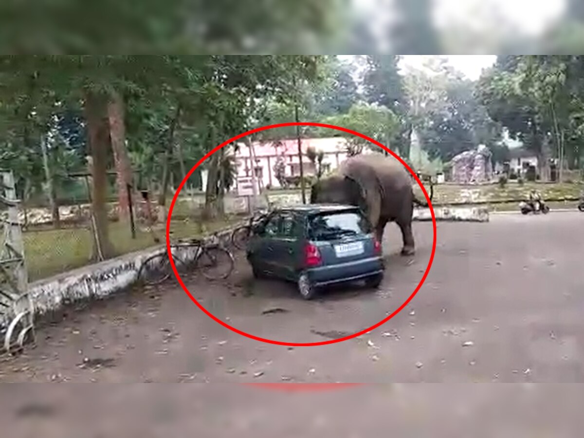 Elephant Video: सड़क पर खड़ी कार संग खेलने लगा शरारती हाथी, जिसने भी देखा रह गया हक्का-बक्का