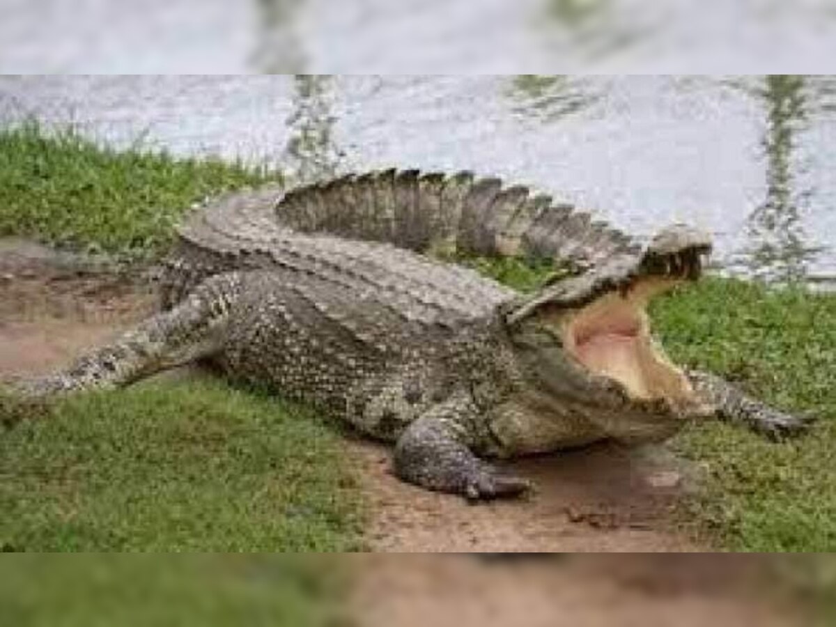 Crocodile Attack: लाइव शो में अचानक हैंडलर के ऊपर मगरमच्छ ने कर दिया हमला, और फिर..