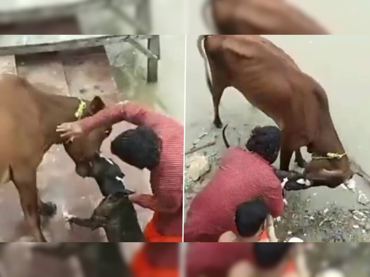 Kanpur Pitbull Attack on cow 