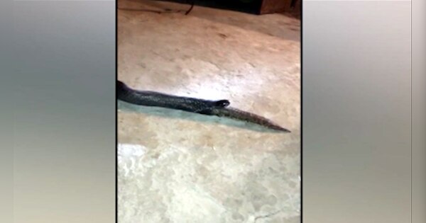 king cobra sanp swallowed divar snake live video narmadapuram ssmp | 5 ...