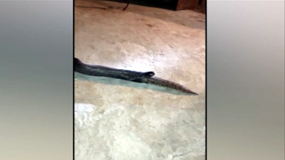 king cobra sanp swallowed divar snake live video narmadapuram ssmp | 5 ...