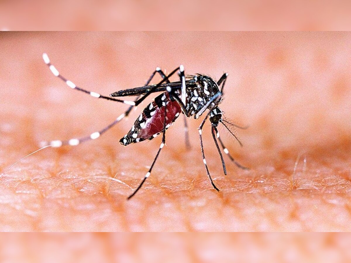 Dengue Fever: बारिश के दिनों में डेंगू से ऐसे रखें खुद को सुरक्षित, नहीं पड़ेंगे बीमार