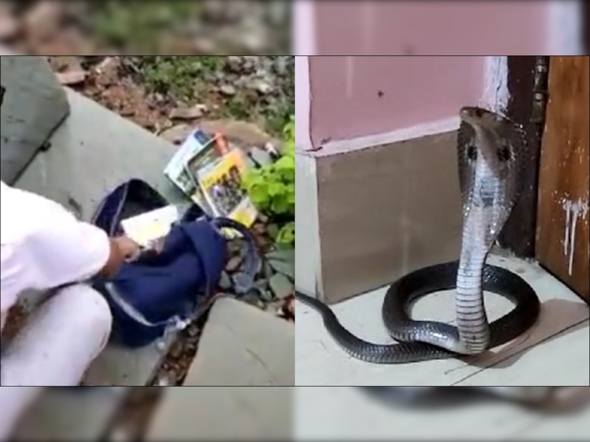 Dangerous Snake: क्लासरूम में बच्ची के बैग से निकला खतरनाक सांप, बाहर निकलते ही यूं फैलाया फन