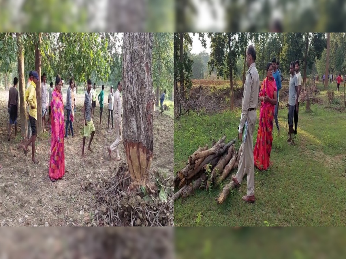 बलरामपुर में जंगल की जमीन पर कब्जे की होड़, 100 से ज्यादा पेड़ों की कटाई, जानिए पूरा मामला 