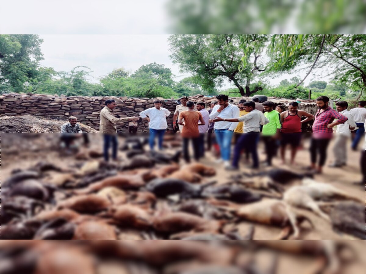 लाडपुरा: जंगली जानवरों ने पालतू बकरियों पर किया हमला, एक साथ 64 बकरियों की मौत