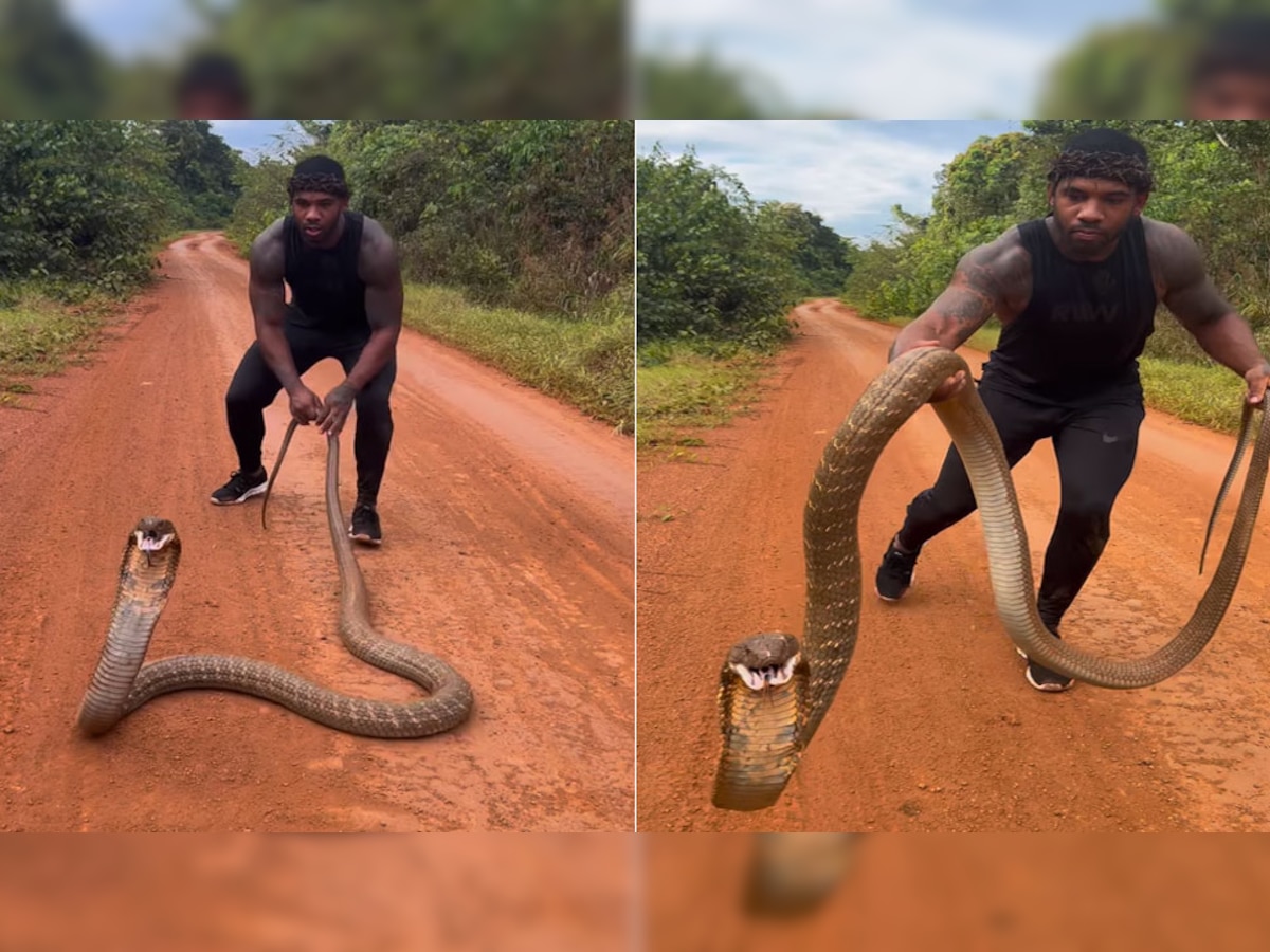 king cobra attacked on snake catcher shocking video viral danger