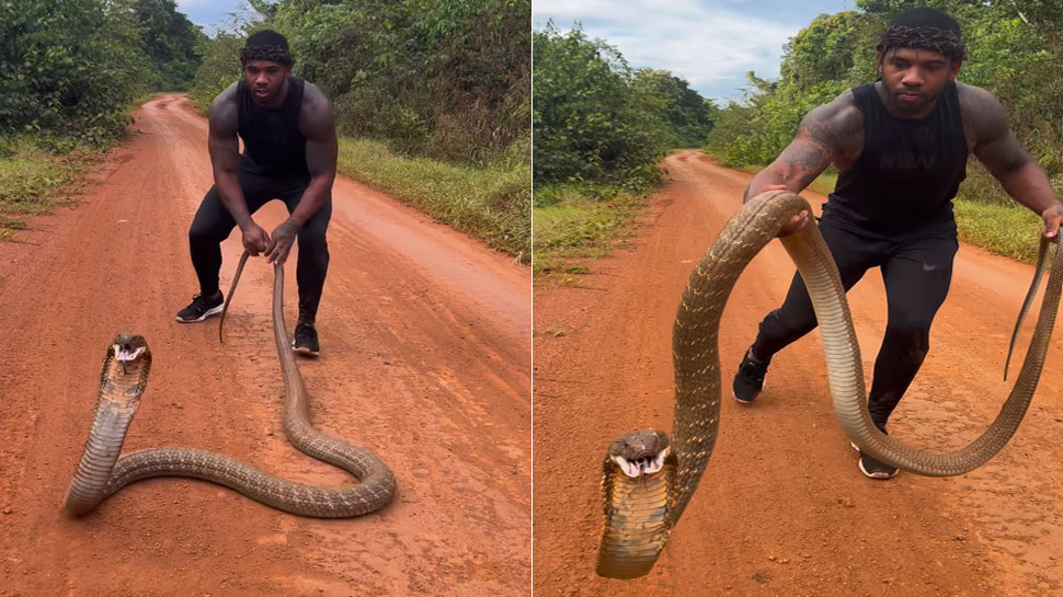 king cobra attacked on snake catcher shocking video viral danger
