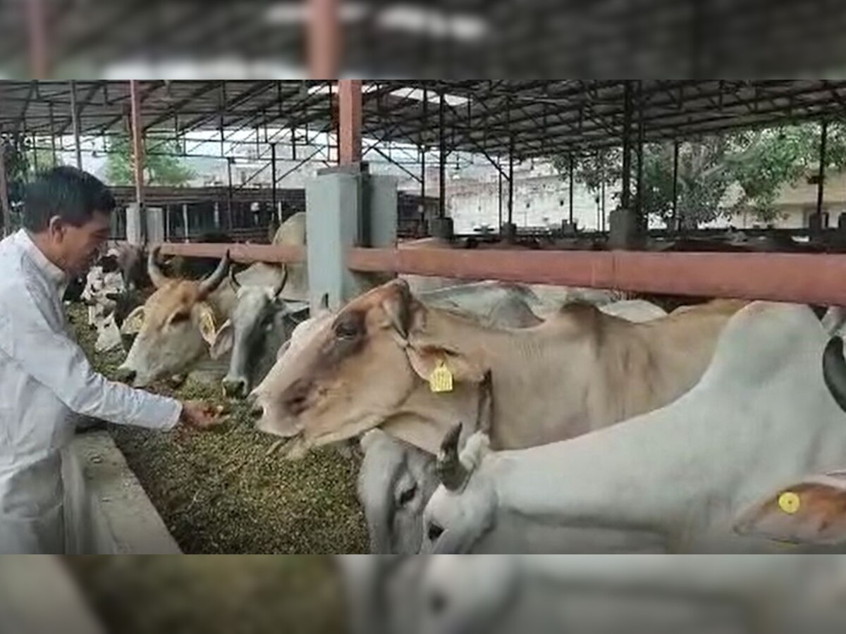  Alwar:  जिला प्रमुख ने गायों को खिलाए आयुर्वेदिक लड्डू, कही ये बड़ी बात
