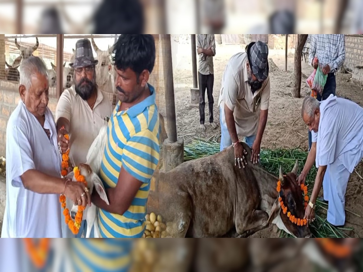 पंडित दीनदयाल उपाध्याय की जयंती पर कार्यकर्ता ने गायों को गुड़ खिलाकर माला पहनाई