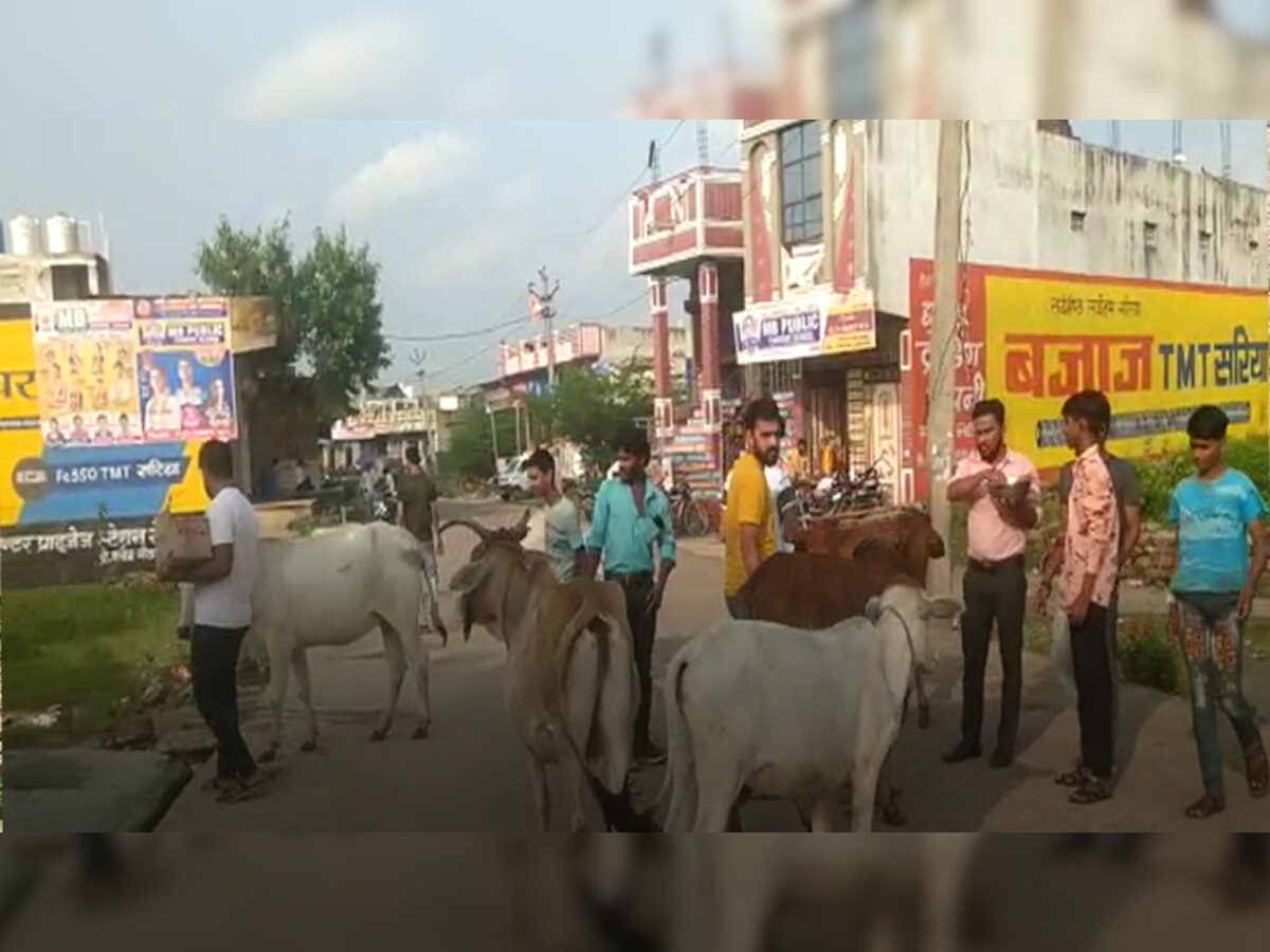 बारां: लंपी के संक्रमण को रोकने के लिए गायों को खिलाए गए आयुर्वेदिक लड्डू