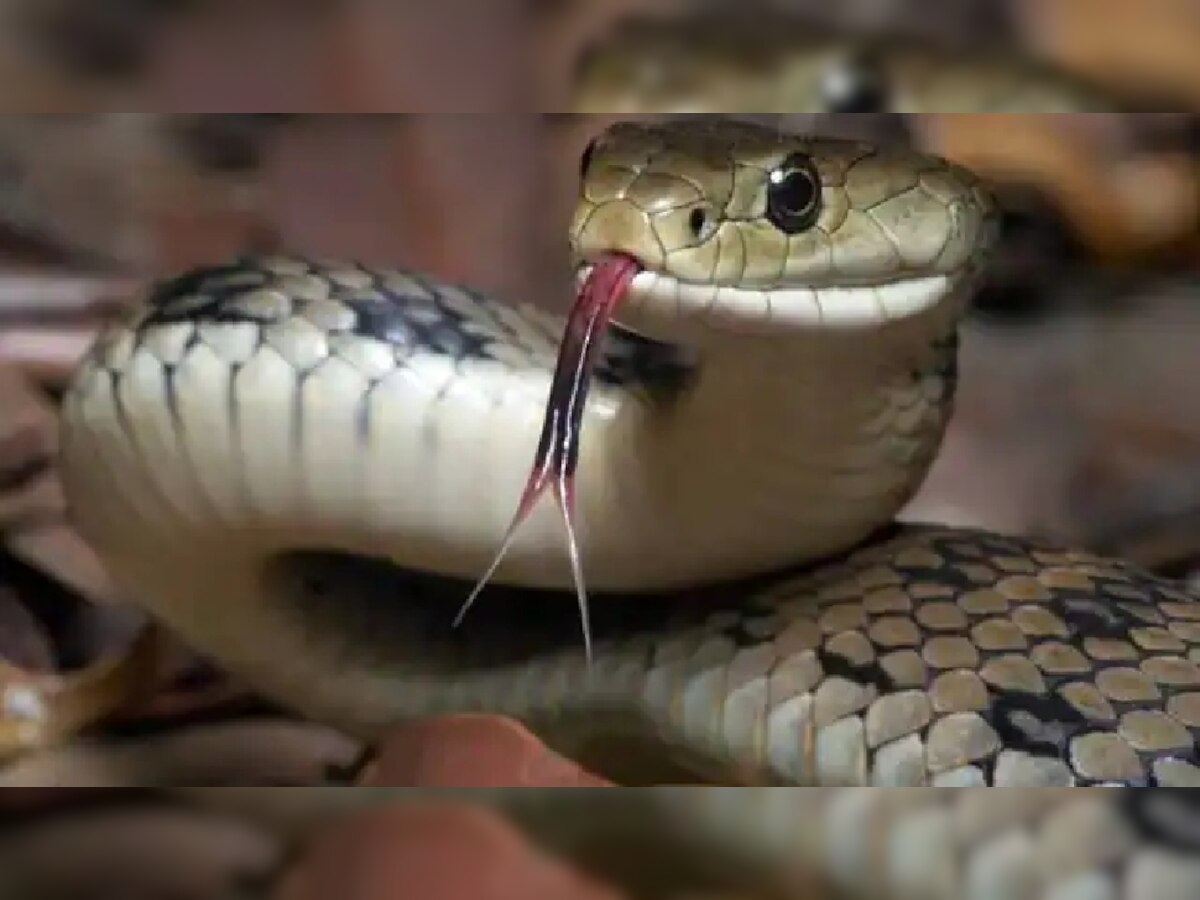 Snake Bite: एक ही परिवार के तीन लोगों को जहरीले सांप ने डसा, दो की मौत