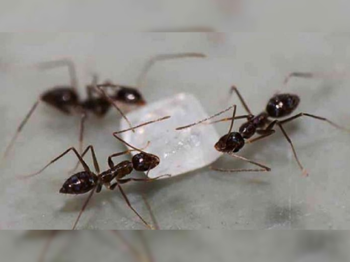 Ants on earth: धरती पर कितनी चींटियां रहती हैं? हो गया खुलासा, जानें इंसानों के लिए कितना फायदेमंद