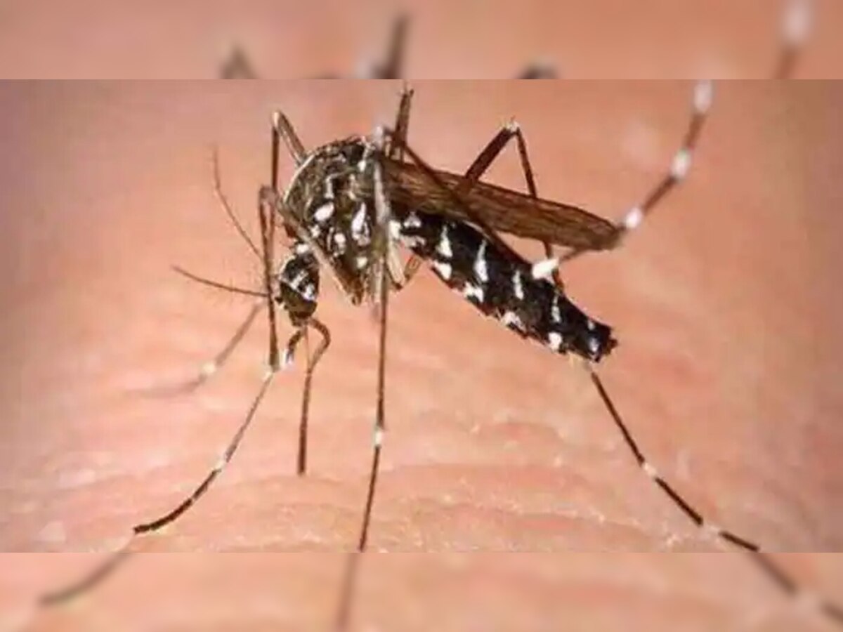 Dengue: डेंगू ने फि डराया, दिल्ली में तेजी से बढ़ रहे मरीज, इन जगहों पर सबसे ज्यादा केस