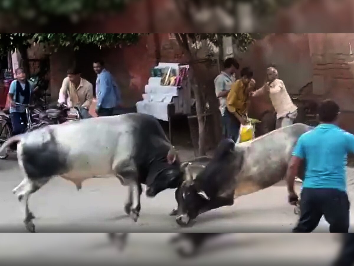Bull Fight Video: सड़क पर अचानक गुस्साए दो सांड, लोगों की दुकानों को कर डाला तहस-नहस