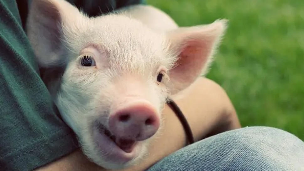 Knowledge News: interesting facts about pigs 10 things you must know |  Knowledge News: कीचड़ में ही क्यों घूमते हैं सूअर? इसके पीछे हैं वैज्ञानिक  कारण; जानें 5 मजेदार Facts | Hindi News