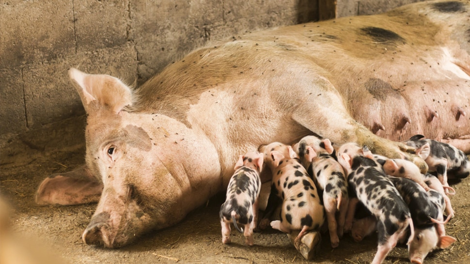 बच्चों के लिए गुनगुनाती है मादा सूअर