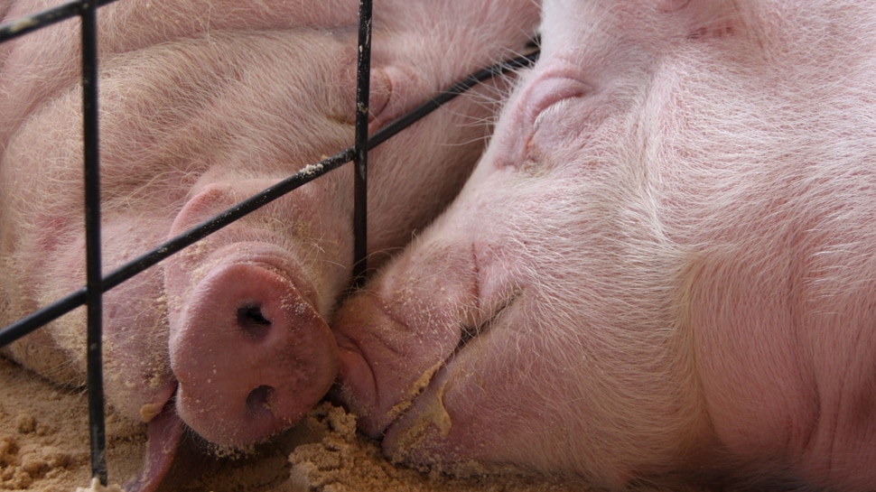 सूअर भी देखते हैं सपने