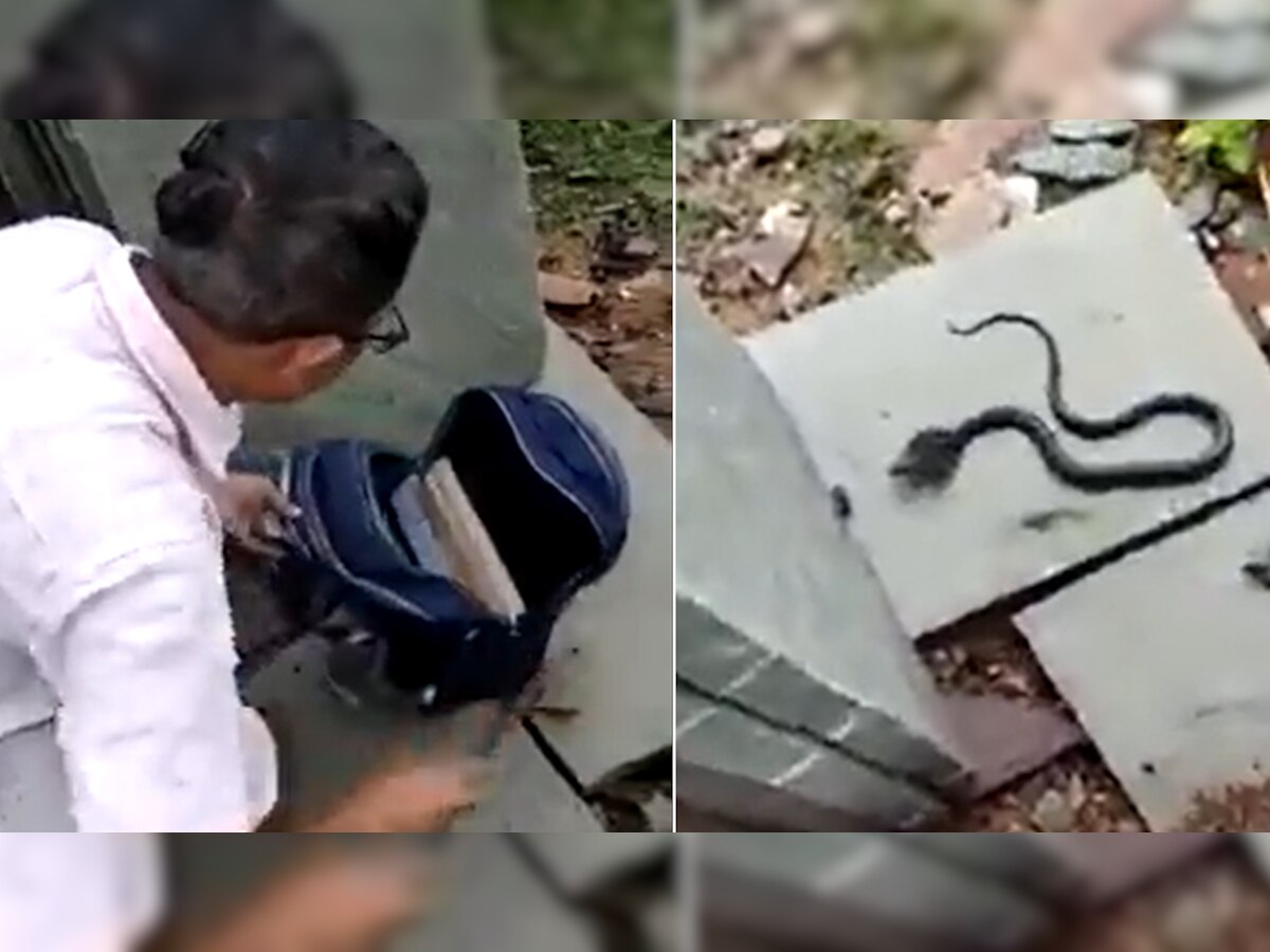 Cobra Snake को देख Teacher की सांसें थमी, जब स्कूल में चेक किया स्टूडेंट का बैग; Video में देखें फिर क्या हुआ