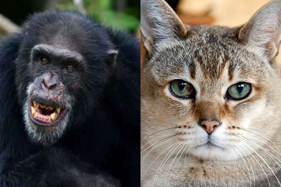 अगर चिंपांजी और बिल्लियों से हुई इंसानों की लड़ाई, जानें किसकी होगी जीत...