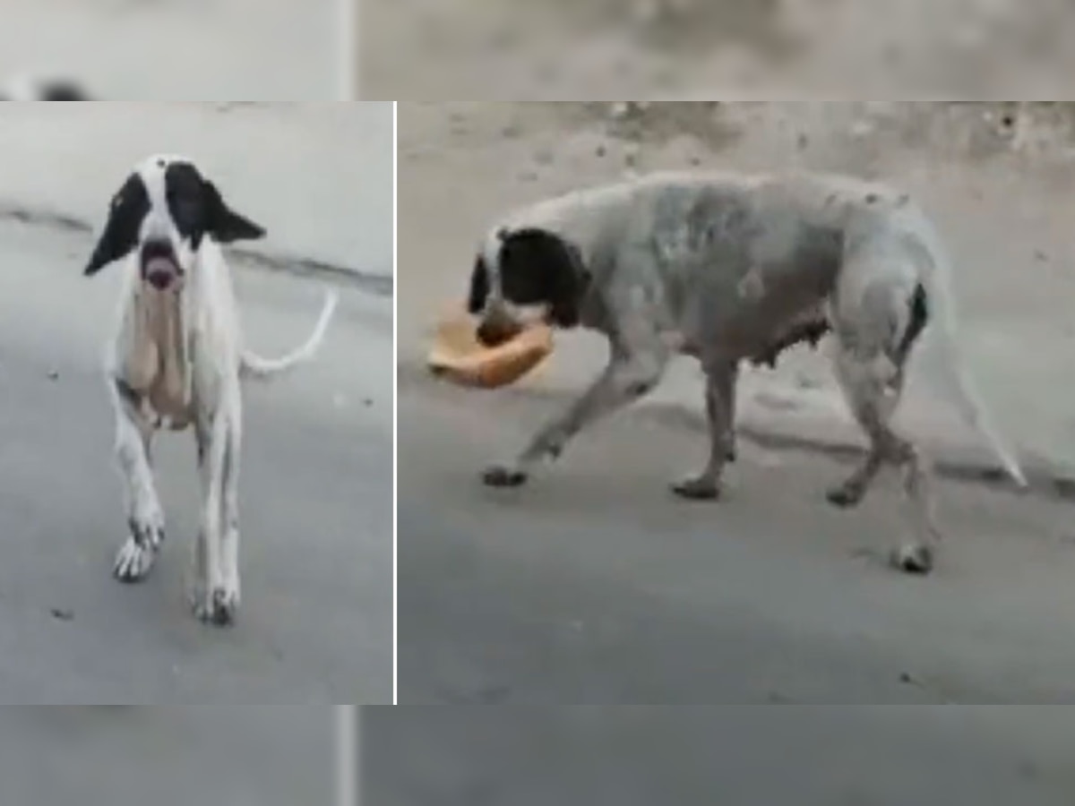 Viral Video: इस कुत्‍ते ने की ऐसी एक्टिंग, लोग हो गए फैन; खाने के लिए किया ऐसा ड्रामा