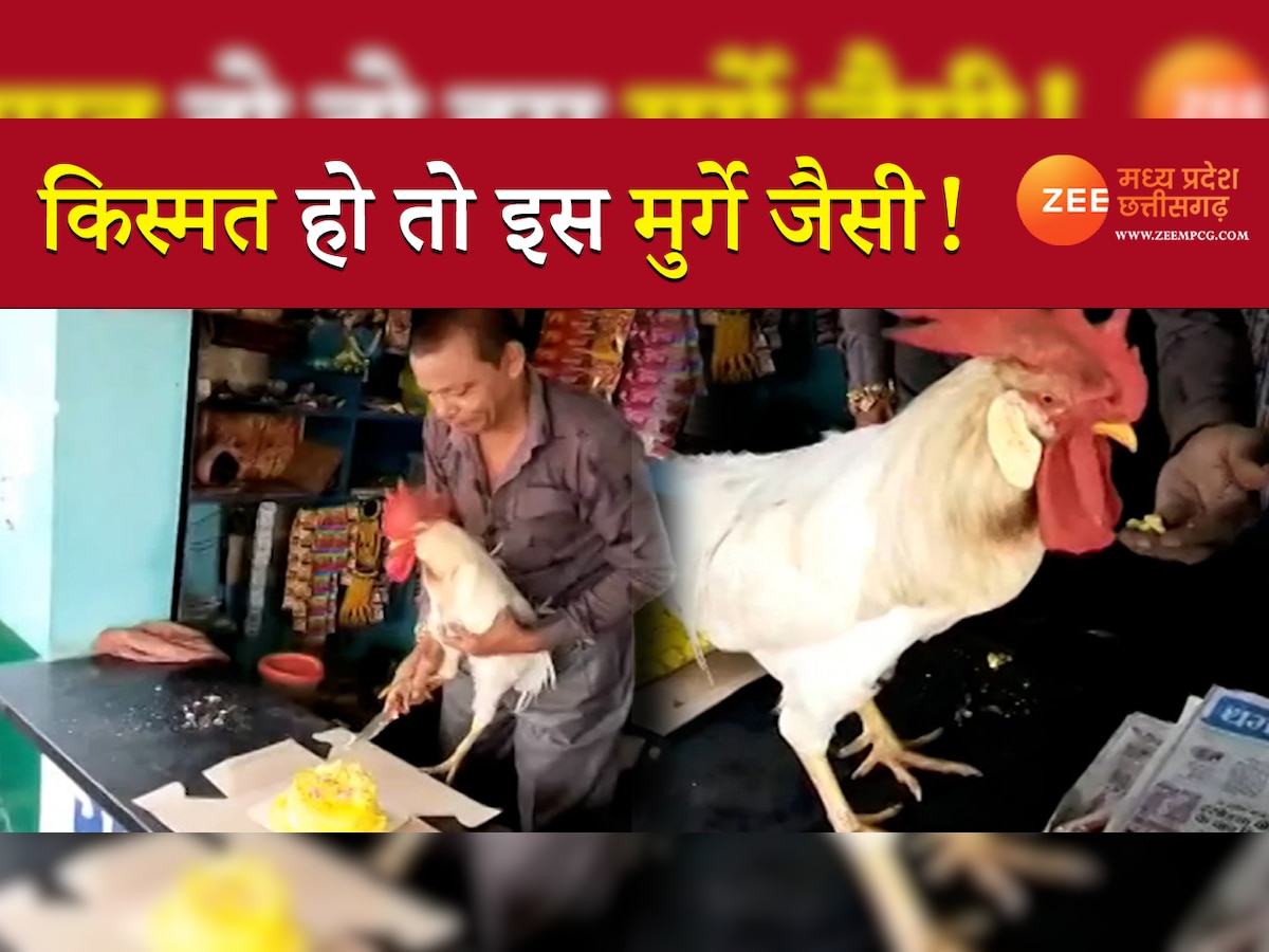 Cock Man Love: मुर्गे का शानदार बर्थडे सेलिब्रेशन, बड़ी खास है सेवक राम की प्रेम कहानी