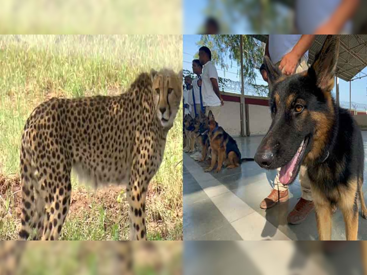 Cat and Dog: नामीबिया से आए चीतों की रखवाली करेगा 'सुपर स्निफर' डॉग स्क्वायड, शिकारियों पर रखेगा नजर