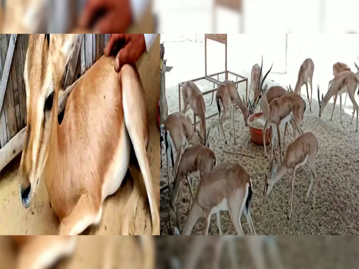 और फैलता लंपीः राजस्थान में हजारों गोवंश के बाद अब हिरणों में दिखे लक्षण,15 से अधिक की मौत