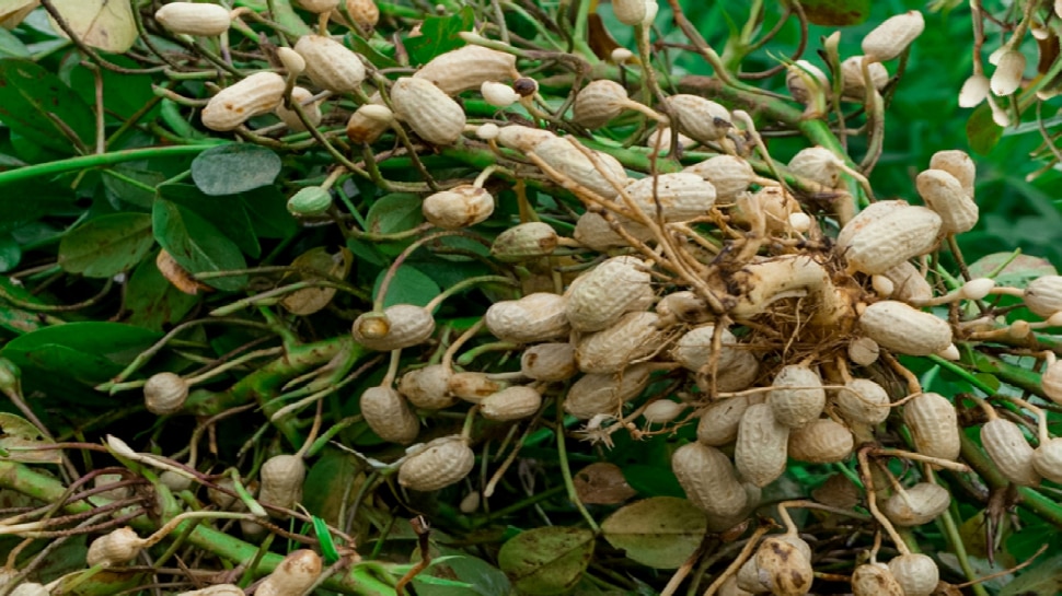 Peanut Side Effects Beneficial Or Harmful Know What Is Effect Of Eating