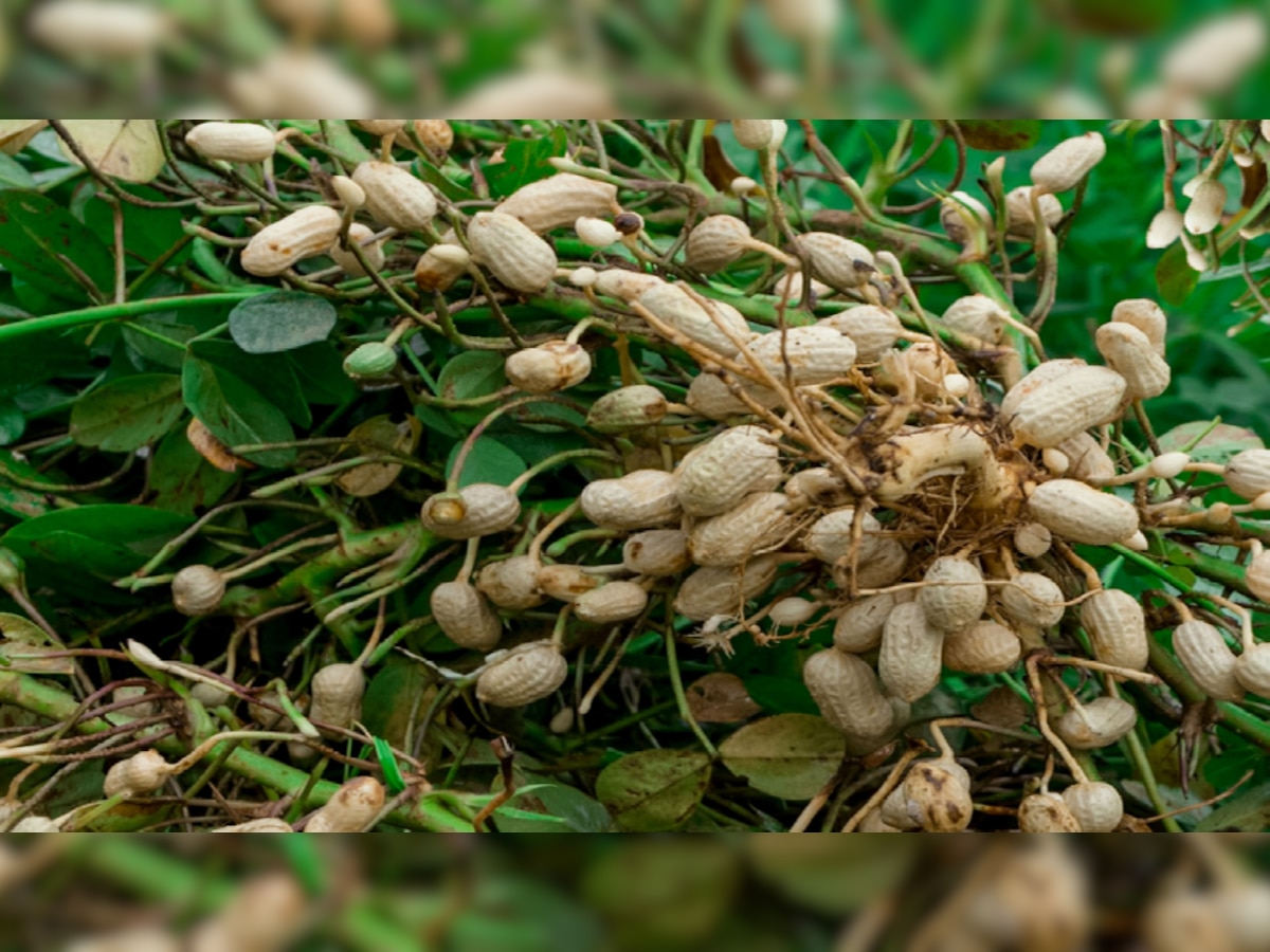 Peanut Side Effects Beneficial Or Harmful Know What Is Effect Of Eating