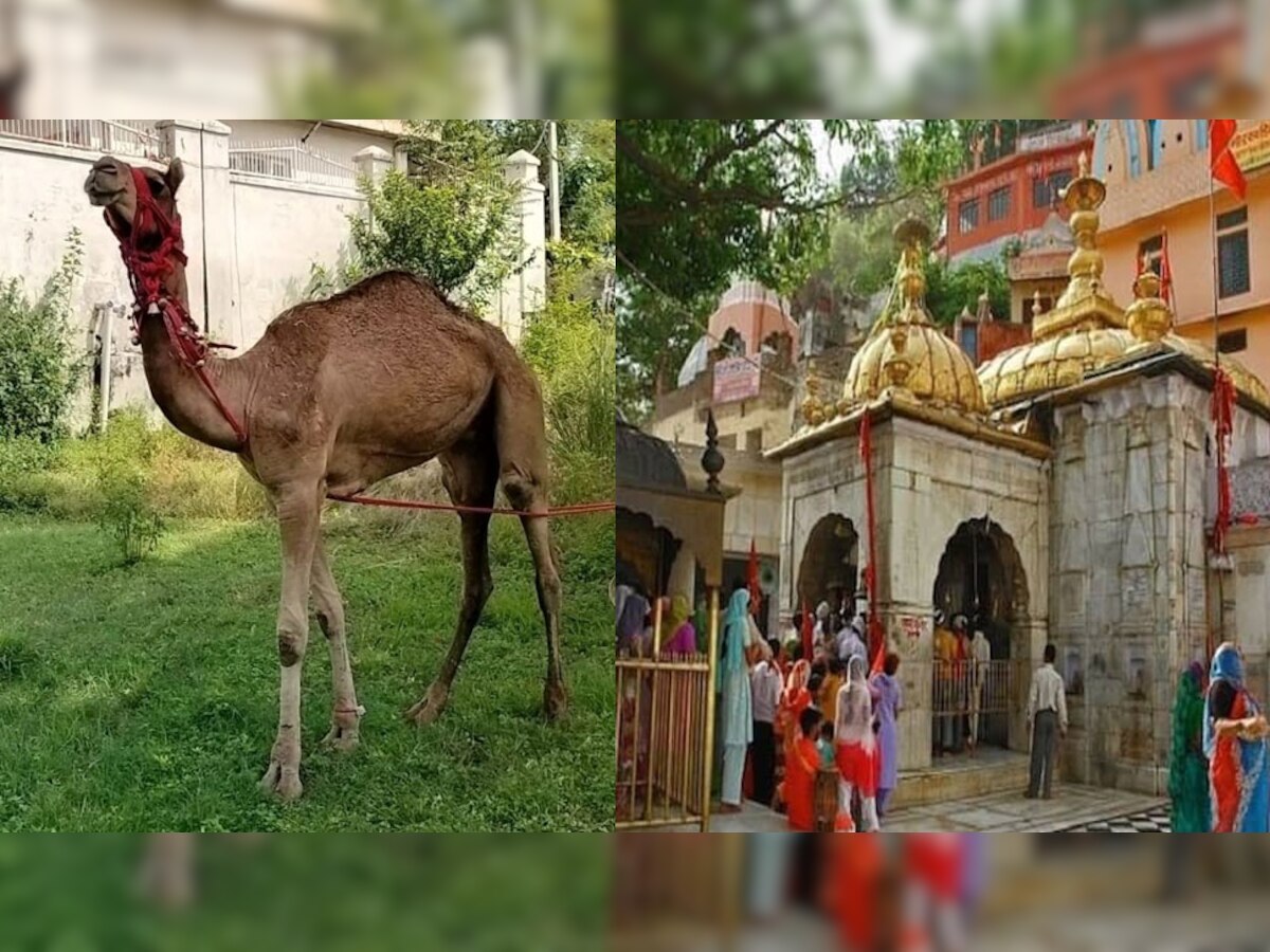 Jwalamukhi Temple: नवरात्र के दिनों में शख्स ने ज्वालामुखी धाम में मांगी मन्नत, पूरी होने पर मंदिर को भेंट किया ऊंट