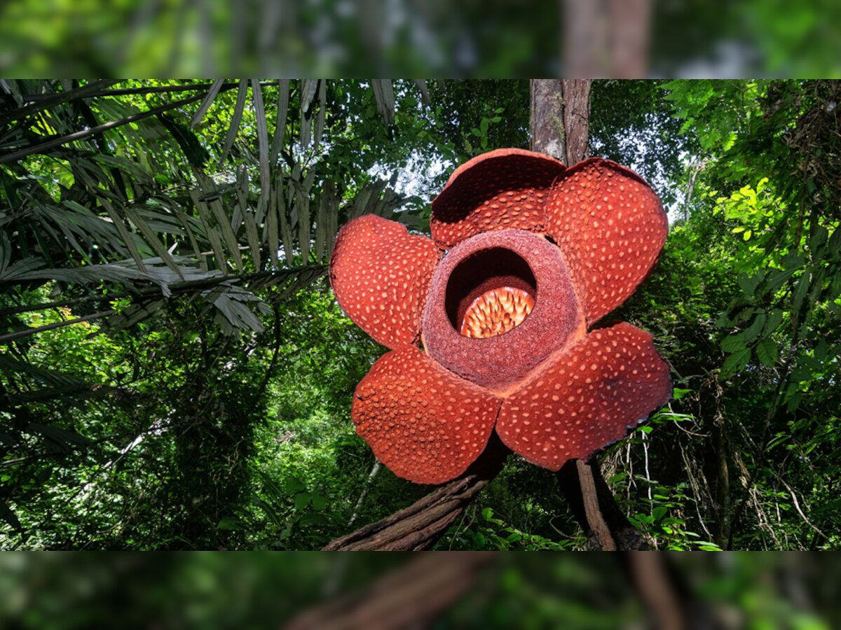 World Largest Flower: इस देश में मिला दुनिया का सबसे बड़ा फूल, नाम जानकर लोग बोले- भरोसा नहीं हो रहा