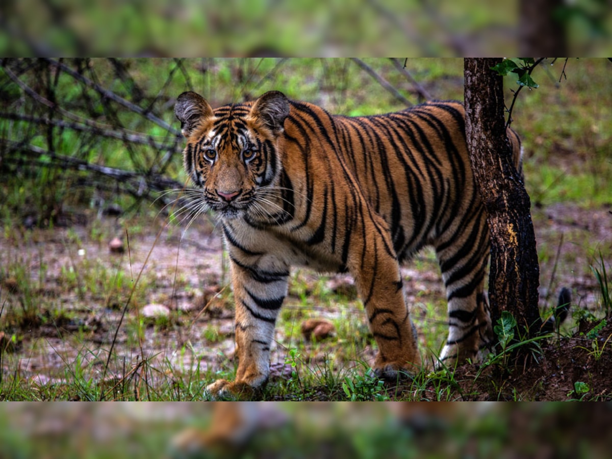 Man Eeating Tiger in Bihar: पिंजरे में बंधी थी बकरी, रात भर ताक में बैठा रहा आदमखोर बाघ; बाहर निकालते ही कर दिया काम तमाम