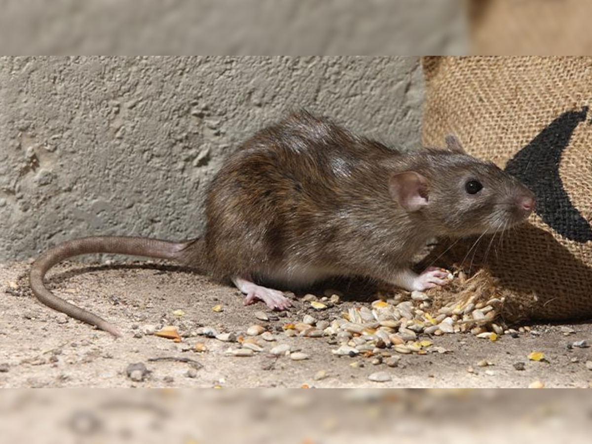 Rats Problem: घर में नजर भी नहीं आएंगे चूहे, बस एक बार आजमा लें ये 5 घरेलू उपाय; हमेशा के लिए दूर हो जाएगी दिक्कत