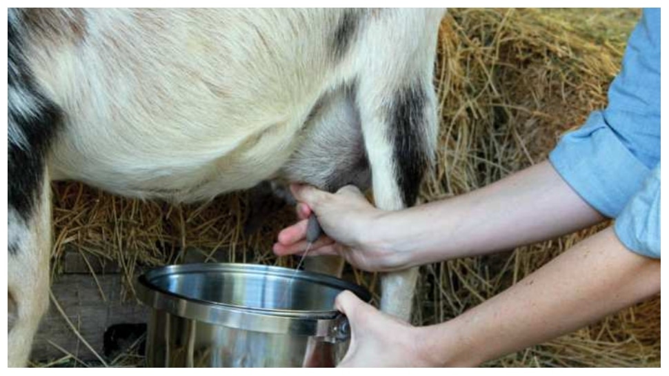 gandhi-used-to-drink-goat-milk-what-is-the-health-benefits-of-goat-milk