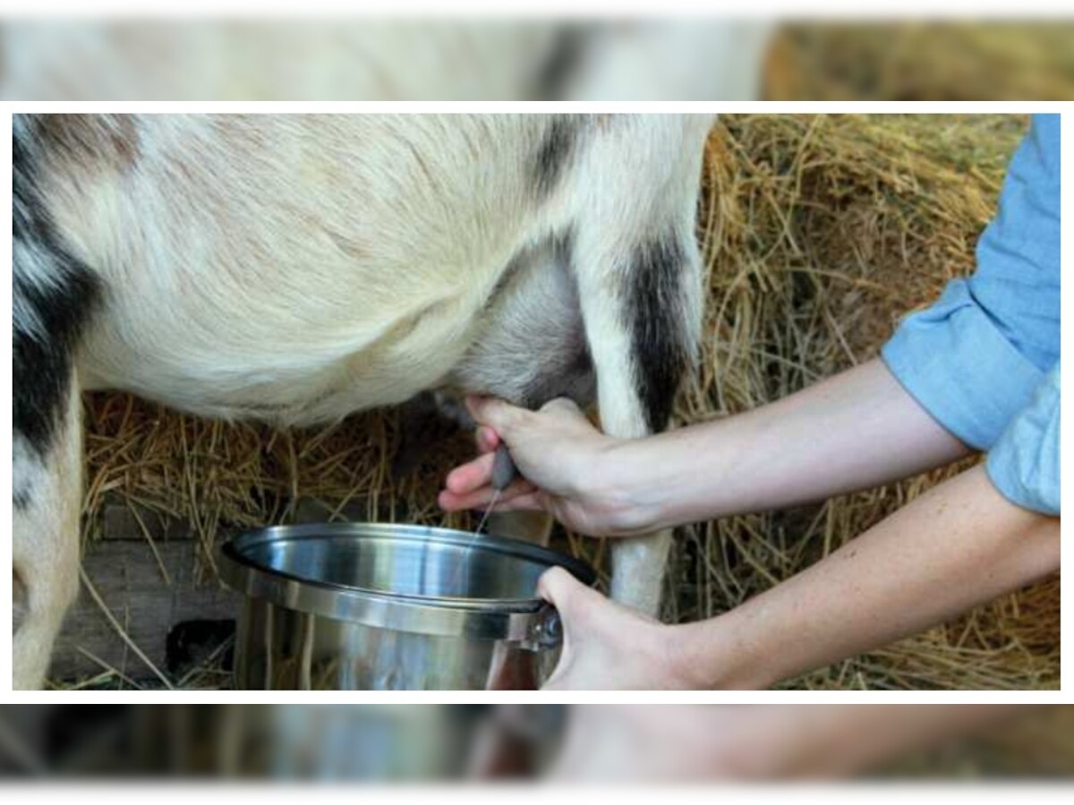 बकरी के दूध के फायदे