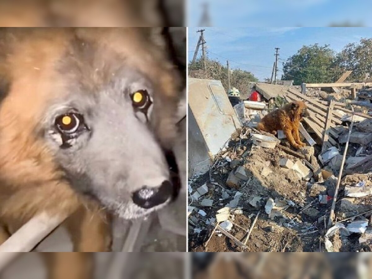 Ukrain Viral Photo: घर के मलबे पर बैठे कुत्ते की आंख में आंसू, कहानी सुनकर लोग बोले-दर्दनाक