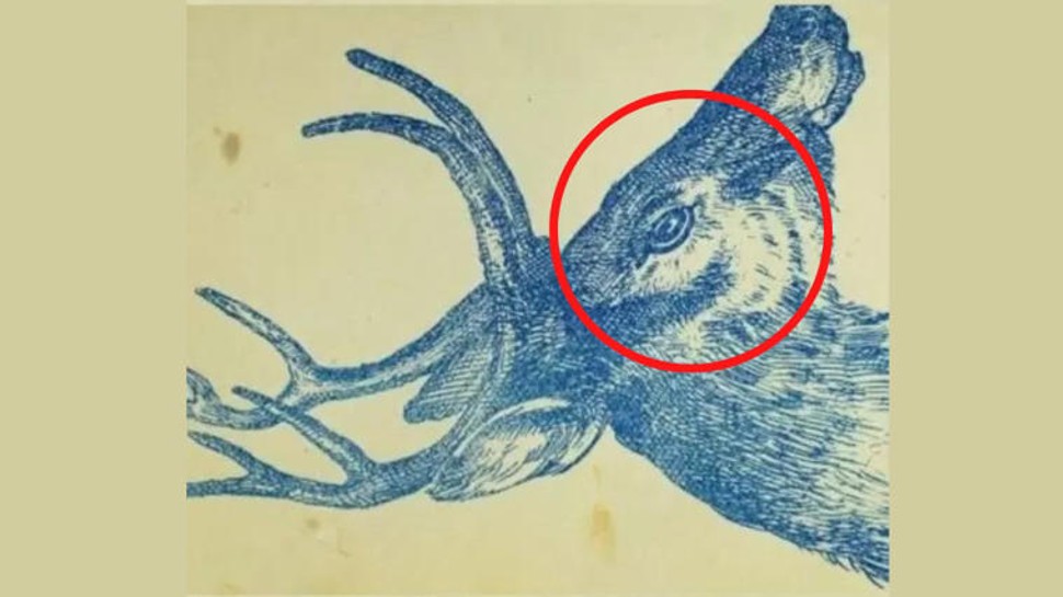 Frog Rabbit Illusion optical illusion there is a rabbit hidden in this picture of a deer ...