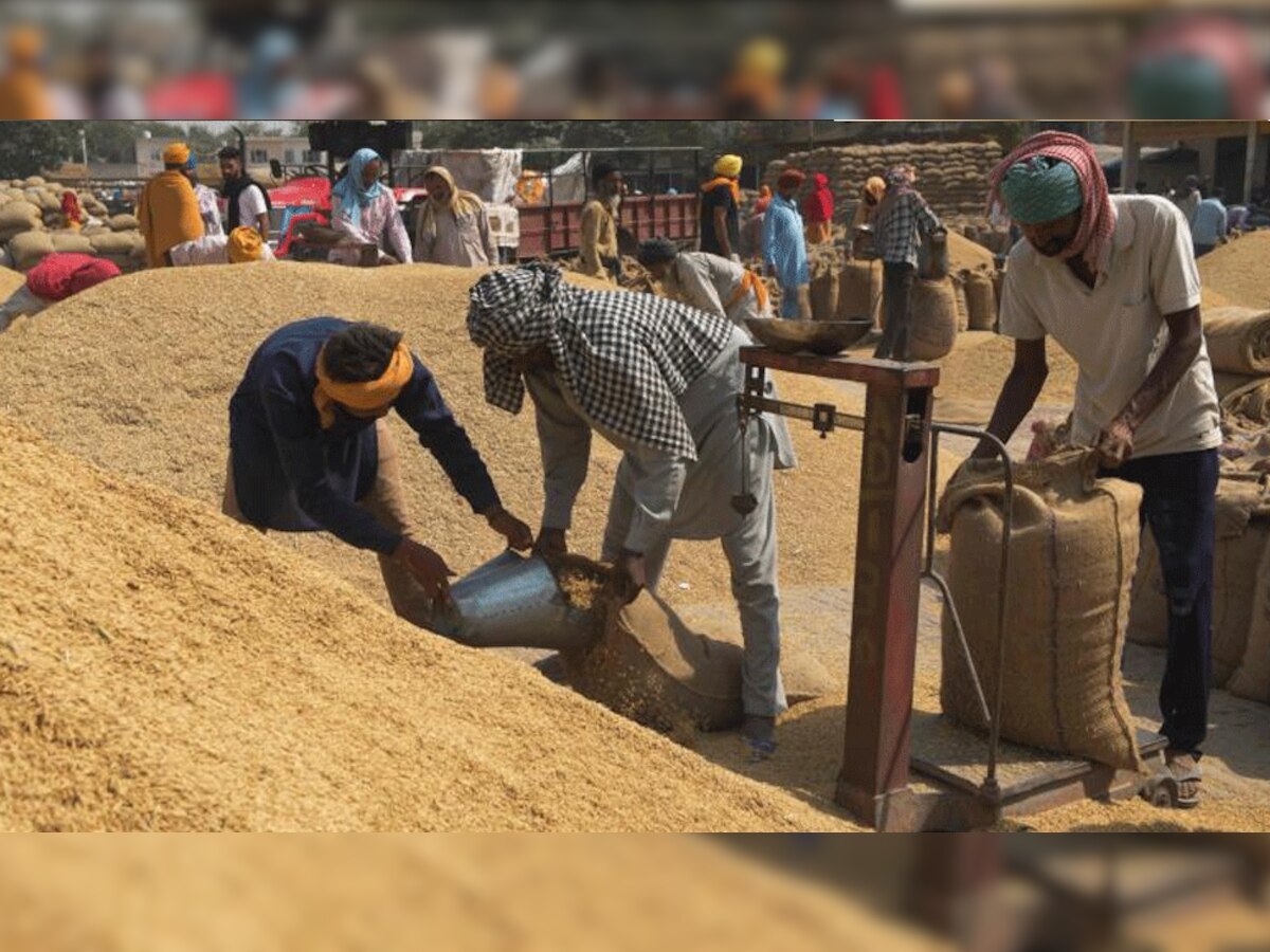 अंबाला और करनाल में शुरू हुई धान की खरीद, पानीपत-सिरसा के किसानों को अब भी इंतजार