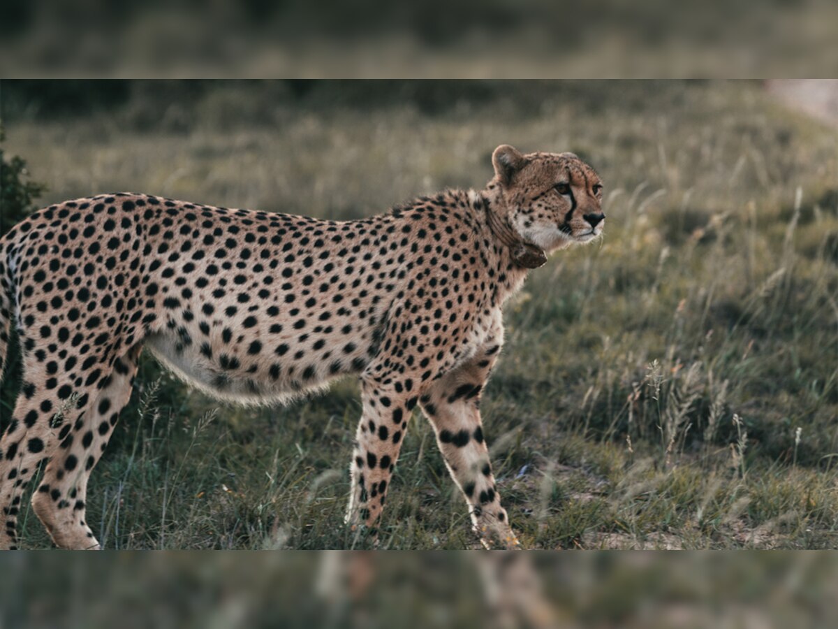 Cheetah: देश में बढ़ने वाली है चीतों की संख्या! नामीबिया से आई 'आशा' दे सकती है Good News