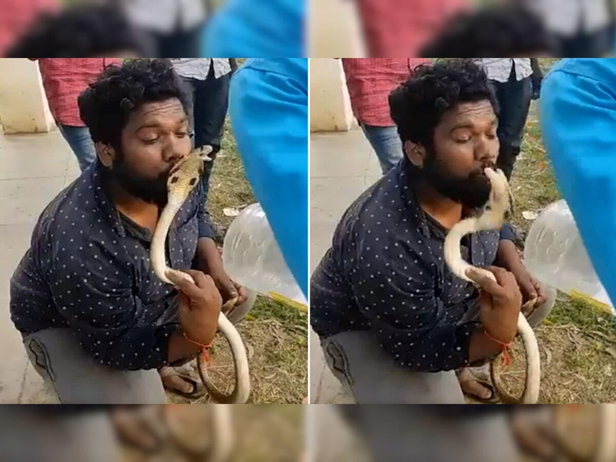 Trending Video: किंग कोबरा को कर रहा था Kiss, सांप ने दिया ऐसा जवाब कि उड़ गए होश, देखें वायरल Video