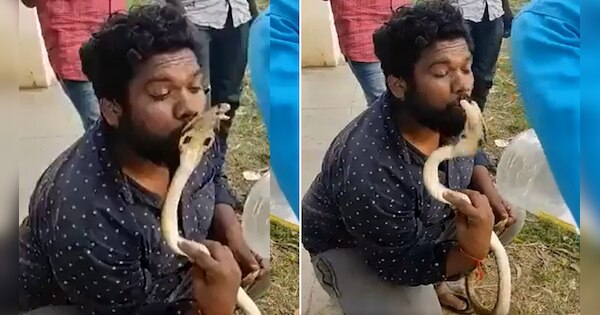 Snake bites man video viral on internet king cobra biting a person SMI ...